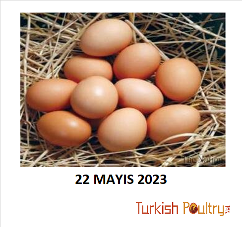 Yumurta Fiyatları – 22 Mayıs 2023