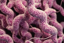 Campylobacter enfeksiyonunun kanatlı işleme tesislerinde varlığına yardımcı olan genetik faktörler