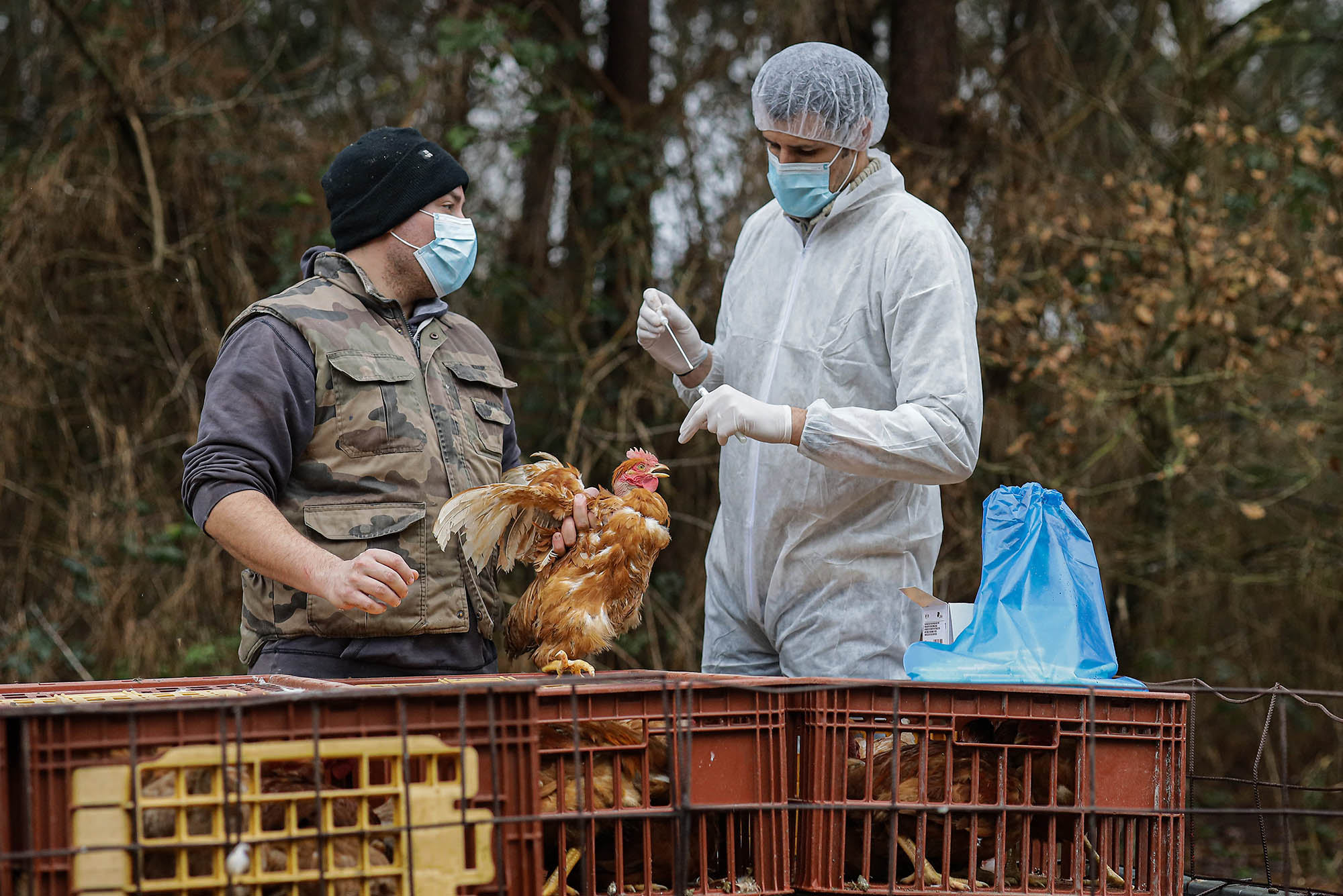 Kanatlı Üreticileri, Kuş Gribi Tazminatı Mücadelesini Kazandı