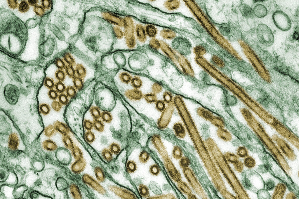 ABD’de Evde Yetiştirilen Domuzlarda Avian Influenza (H5N1) Görüldü